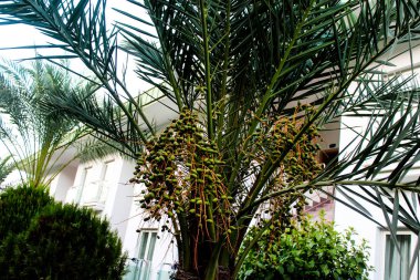 Parkta yeşil palmiye ağacı