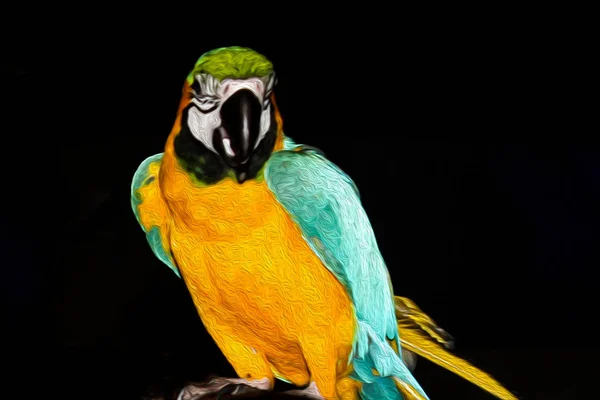 Kolorowe Papugi Gałęzi — Zdjęcie stockowe