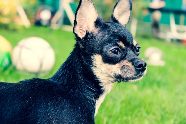 Αστεία Μικρό Κουτάβι Chihuahua — Φωτογραφία Αρχείου