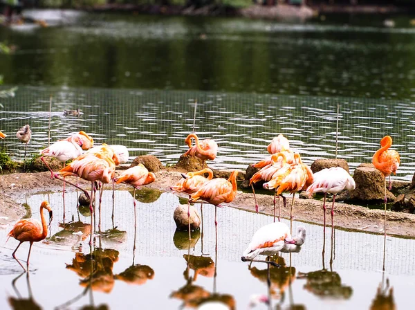 Rosafarbene Flamingos Auf Dem Teich — Stockfoto