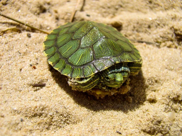 South Large Green Turtle — Stock Photo, Image