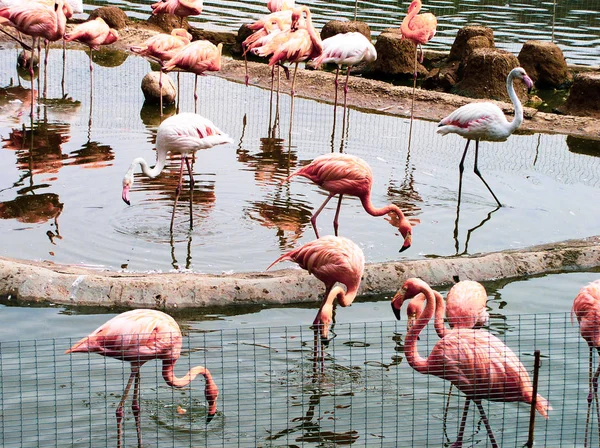 Różowe Flamingi Stawie — Zdjęcie stockowe