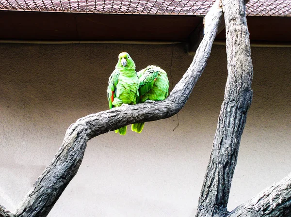Piękna Papuga Gałęzi — Zdjęcie stockowe