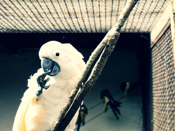 Piękna Papuga Gałęzi — Zdjęcie stockowe