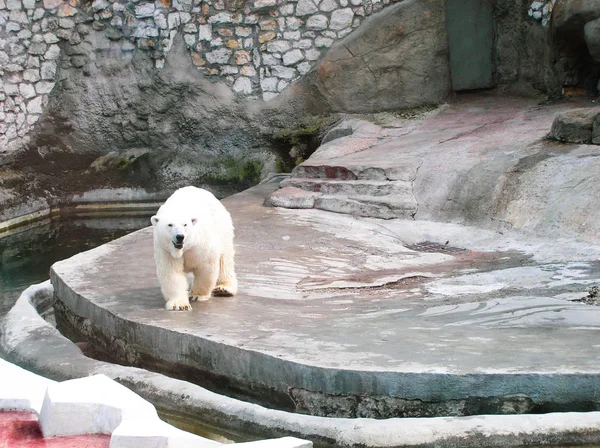 Orso Polare Allo Zoo — Foto Stock