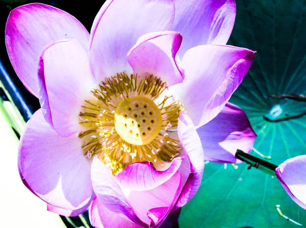 Linda Flor Lótus Rosa — Fotografia de Stock