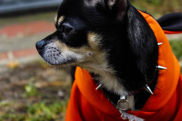 Mało Zabawny Szczeniak Chihuahua — Zdjęcie stockowe