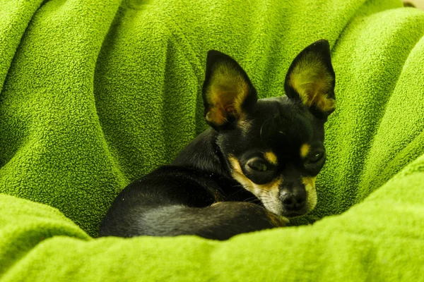 Petit Chiot Chihuahua Joyeux Joyeux Vacances — Photo