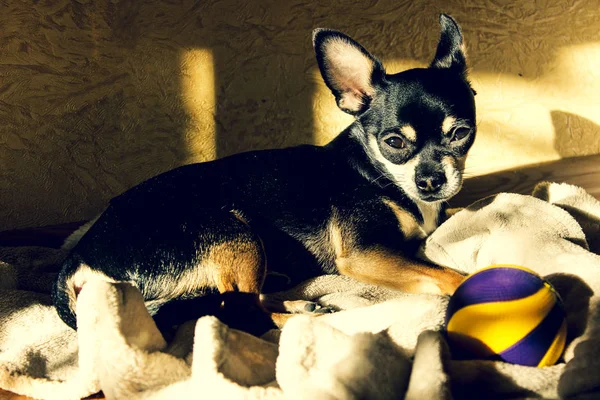 Pequeno Filhote Cachorro Chihuahua Alegre Encantador Férias — Fotografia de Stock