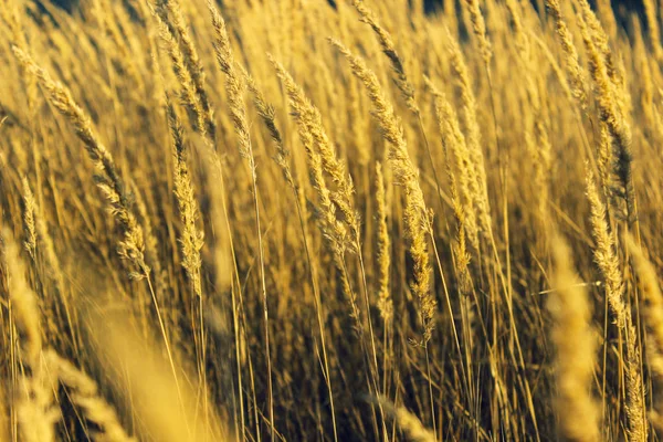 Gelbes Trockenes Gras Auf Dem Feld Spätherbst — Stockfoto