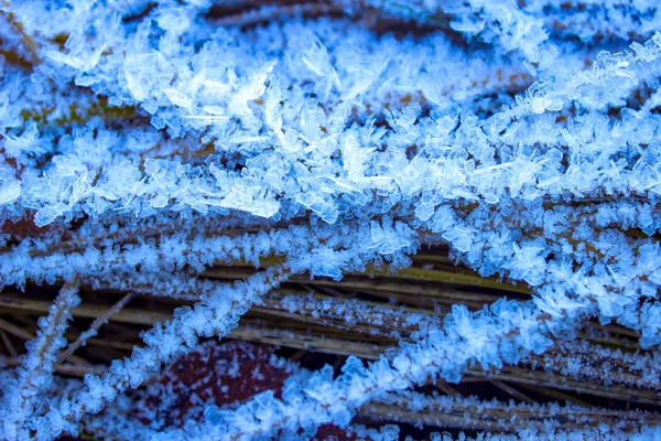 Modrá Mráz Suché Podzimní Trávy — Stock fotografie