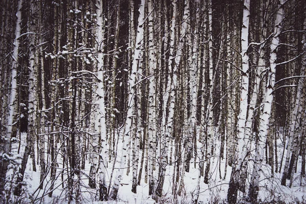 White Birches Utkanten Skogen — Stockfoto