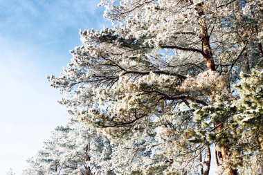 Beyaz kabarık soğuk Frost'un üzerinde kış ormandaki çam ağaçları