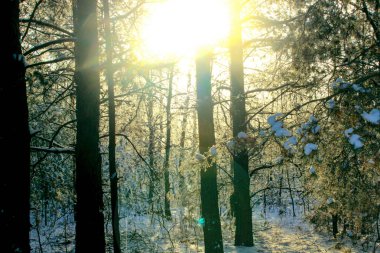 Bir çayırda pitoresk kış çam ormanı içinde turuncu günbatımı
