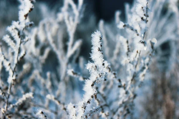 Bílé Nadýchané Mráz Suché Žlutých Trávě Zimě Oboru — Stock fotografie