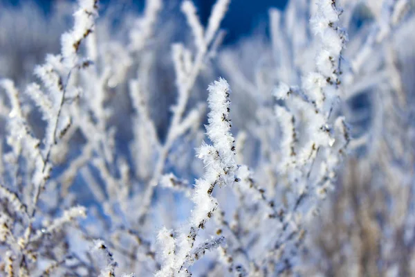 Froid Duveteux Blanc Sur Herbe Jaune Sèche Dans Champ Hiver — Photo