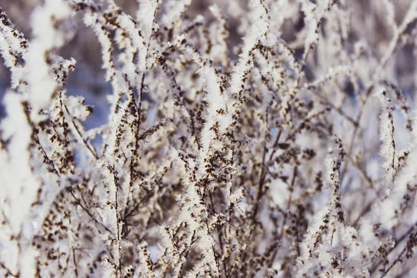 Froid Duveteux Blanc Sur Herbe Jaune Sèche Dans Champ Hiver — Photo