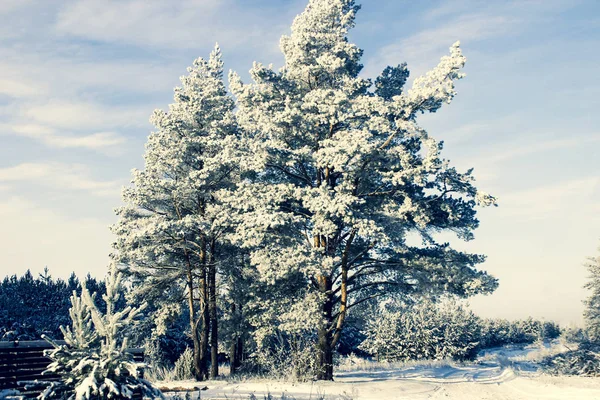 Weißer Flauschiger Kältefrost Den Kiefern Winterwald — Stockfoto