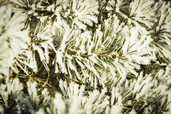 Белый Пушистый Снег Зеленых Сосновых Ветвях Зимнем Лесу — стоковое фото