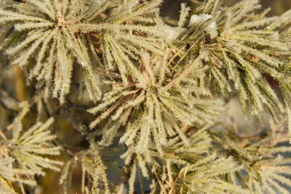 Witte Pluizige Sneeuw Groene Pijnboomtakken Winter Forest — Stockfoto