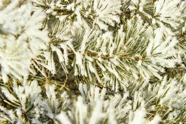 Biały Puszysty Śnieg Zielone Sosny Oddziałów Zimowym Lesie — Zdjęcie stockowe