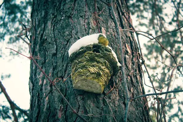Haus Für Vögel Auf Einer Kiefer Winterlichen Kiefernwald — Stockfoto