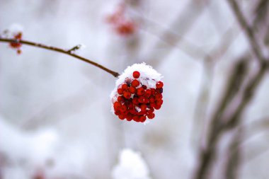 Kış orman dalında kırmızı üvez