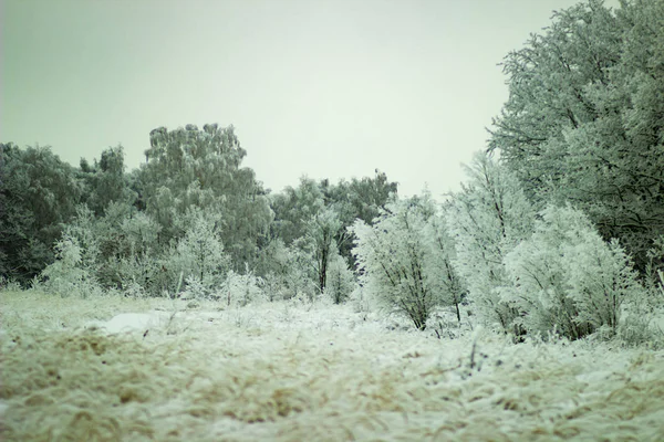 Neve Nas Árvores Pitoresca Floresta Inverno — Fotografia de Stock