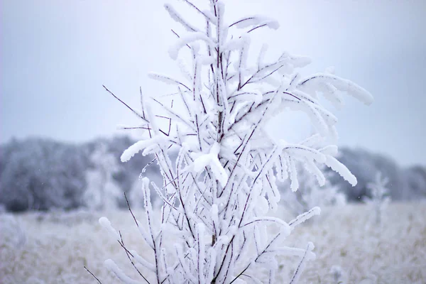 Drzewo Gałąź Pod Śniegiem Zimowym Lesie — Zdjęcie stockowe