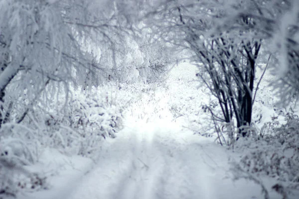 Güzel kış orman ağaçlarda kar