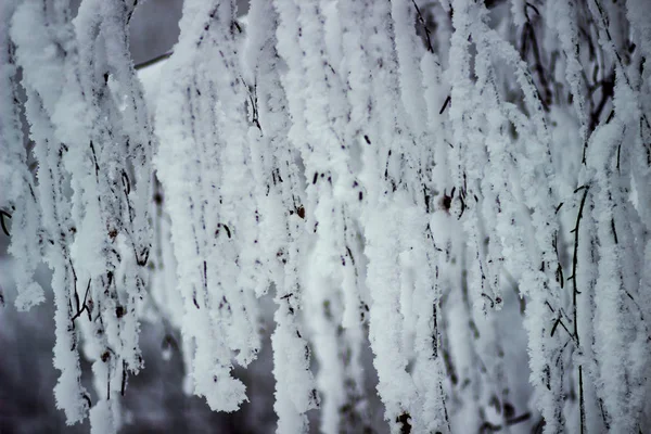 Ramo Albero Sotto Neve Nella Foresta Invernale — Foto Stock