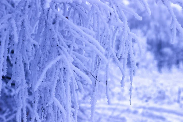 Trädgren Snön Vinter Skog — Stockfoto