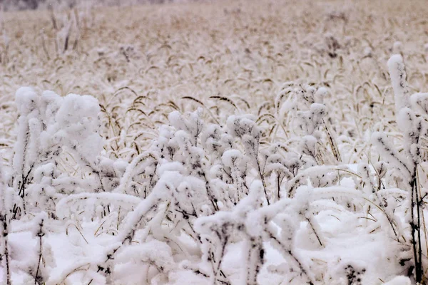Schnee Auf Dem Gras Einem Malerischen Winterfeld — Stockfoto