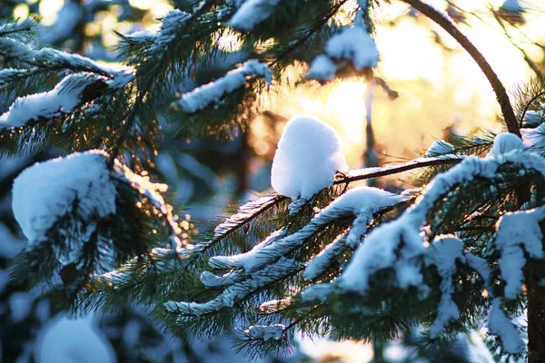 Tramonto Sole Invernale Nella Foresta Inverno Gelido Russia — Foto Stock