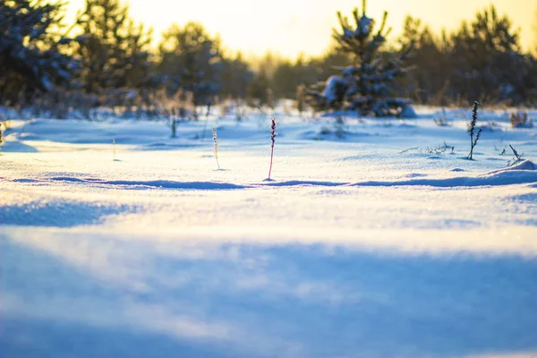 Tramonto Del Sole Invernale Nel Campo Inverno Gelido Russia — Foto Stock