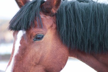 Güzel kırmızı atı yakın çekim Başkanı