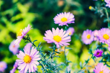 Mor yaprakları ve sarı stamens sonbahar bahçe çiçek