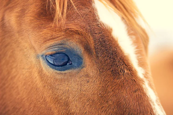 Szef Bliska Piękny Czerwony Koń — Zdjęcie stockowe