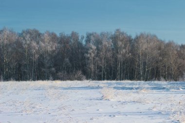 Kış ormanda kar beyaz