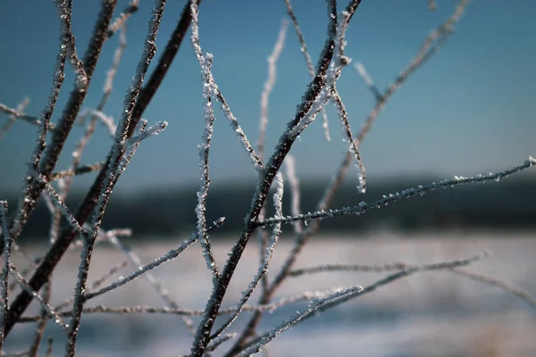 Bílá Frost Větvích Stromu — Stock fotografie