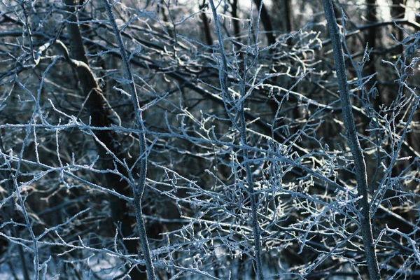 Bílý Sníh Zimě Lese — Stock fotografie