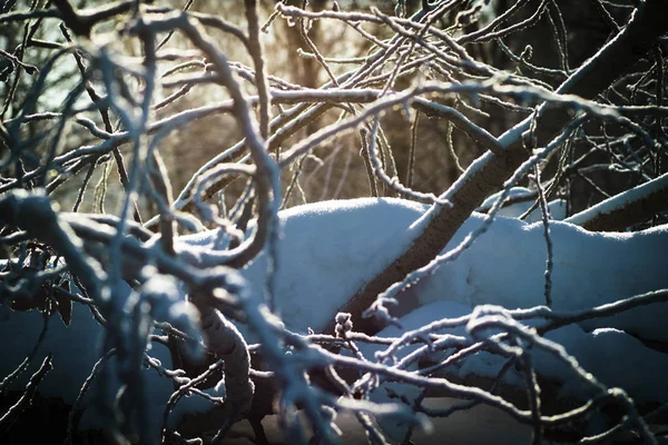 Neige Blanche Dans Forêt Hivernale — Photo