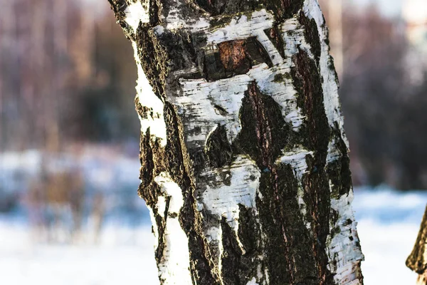 Der Stamm Der Weißen Birken Winterwald — Stockfoto