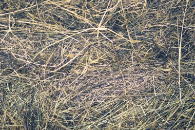 Kış yeşil alanda kuru saman yığını