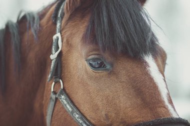 Güzel bir kırmızı at istikrarlı yakın çekim içinde bir yele ile baş