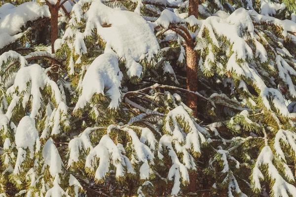 Pino Verde Una Bellissima Foresta Innevata Invernale Russia — Foto Stock