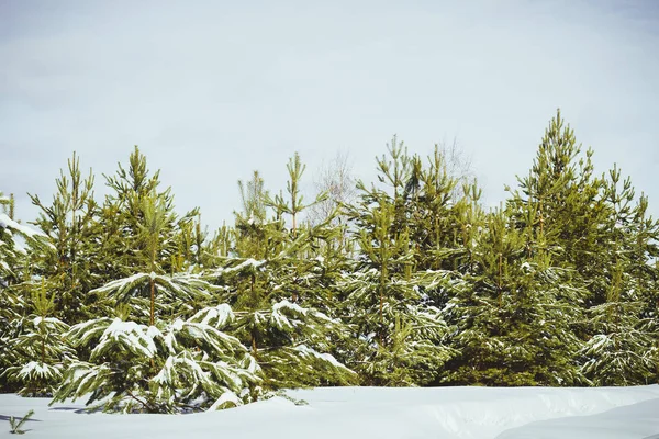 Зеленого Сосни Красивому Зимовий Засніженому Лісі Росії — стокове фото