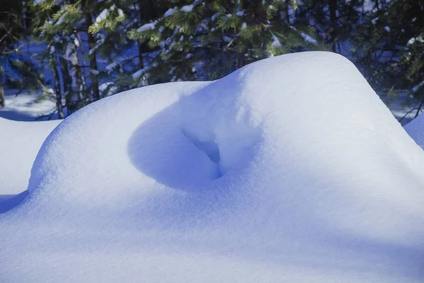 Bianco Scintillante Cumulo Neve Una Bellissima Pineta Invernale Innevata — Foto Stock
