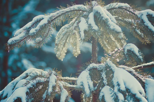 Zielone Sosny Piękny Zimowy Pokrytych Śniegiem Lasu Rosji — Zdjęcie stockowe