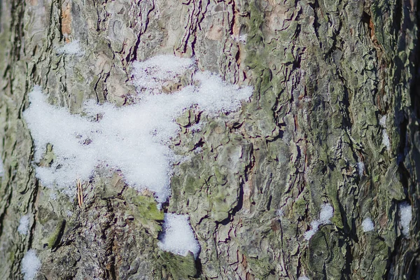 Braune Trockene Rinde Kiefer Aus Nächster Nähe Winter Schneebedeckten Wald — Stockfoto